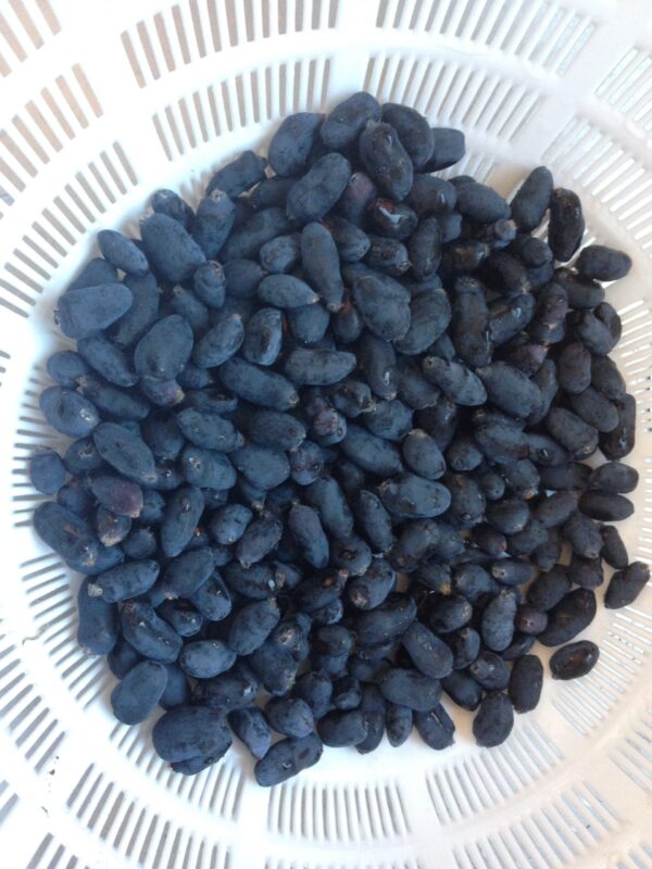 1lb package of processed berries from Bokey Bloom Farms, perfect for baking and cooking