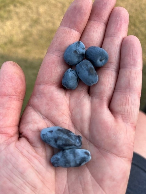 Handful of Haskap Berries showing the difference in varieties