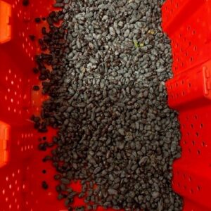 Unprocessed haskap berries from Bokey Bloom Farms, available for $6.50 per pound, requiring some cleaning.